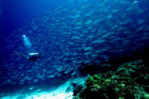 Những địa điểm đẹp nhất để lặn biển tại Philippines