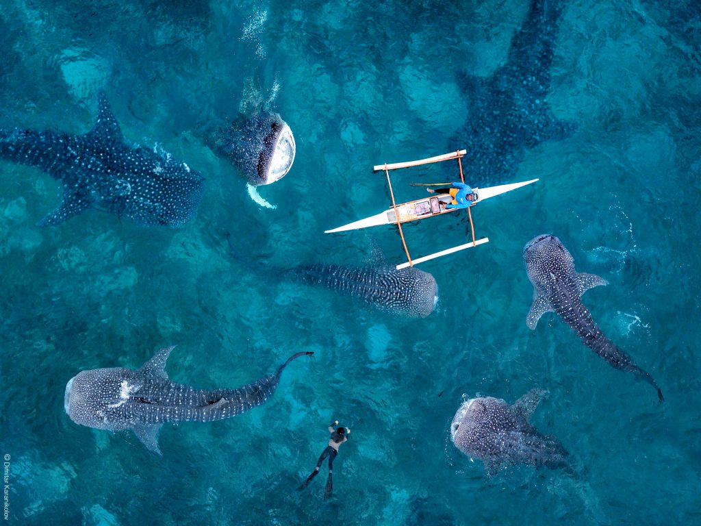 Hoa, quà, đồ trang trí: Bơi cùng cá mập voi ở Oslob, Cebu Den-osloh-boi-cung-ca-map-145715-1024x768