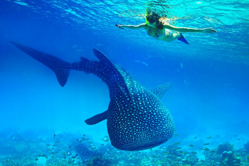 Hoa, quà, đồ trang trí: Bơi cùng cá mập voi ở Oslob, Cebu Dia-diem-du-lich-vieclamphilippine.com-1-182
