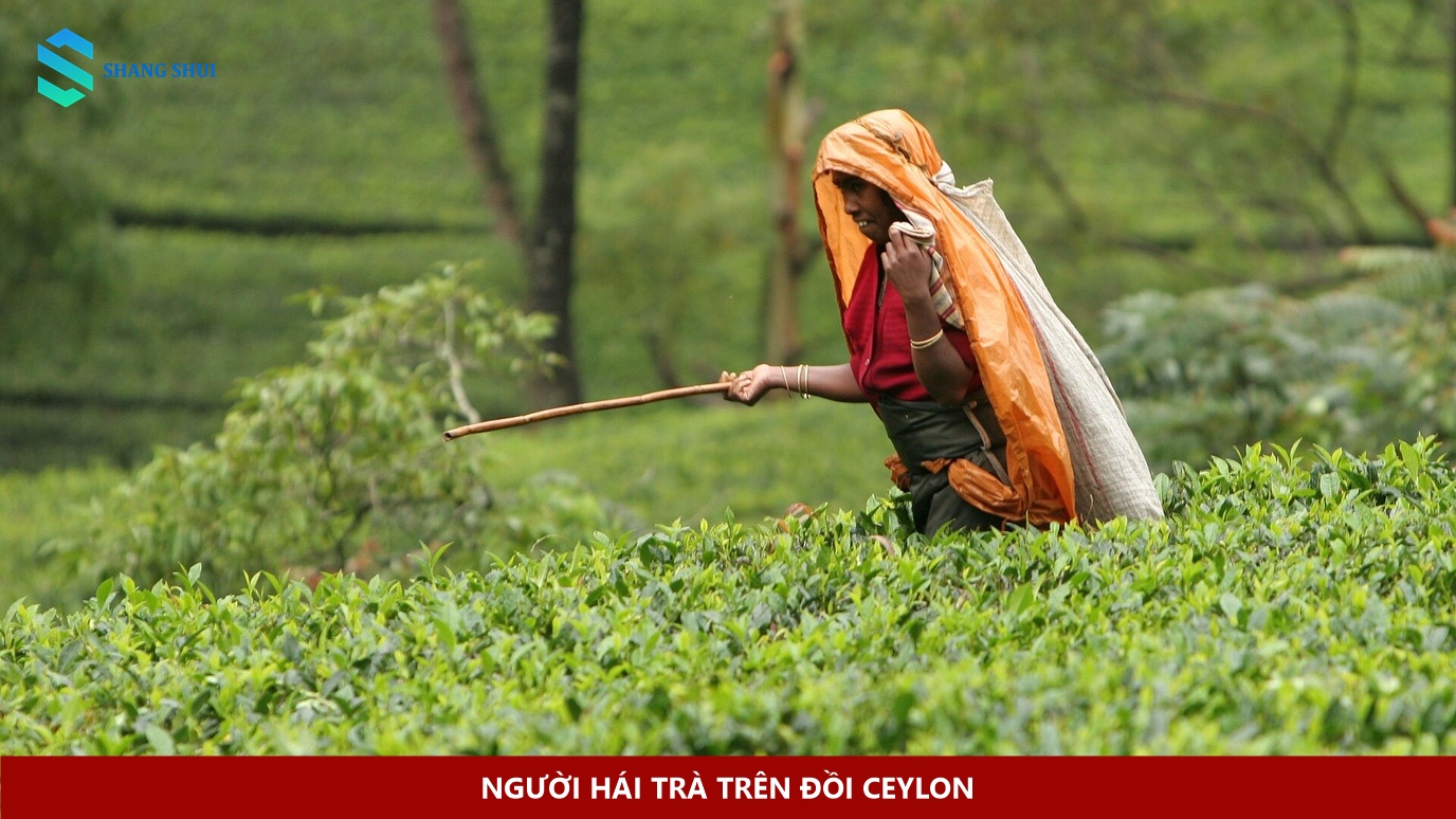 Người hái trà trên đồi Ceylon