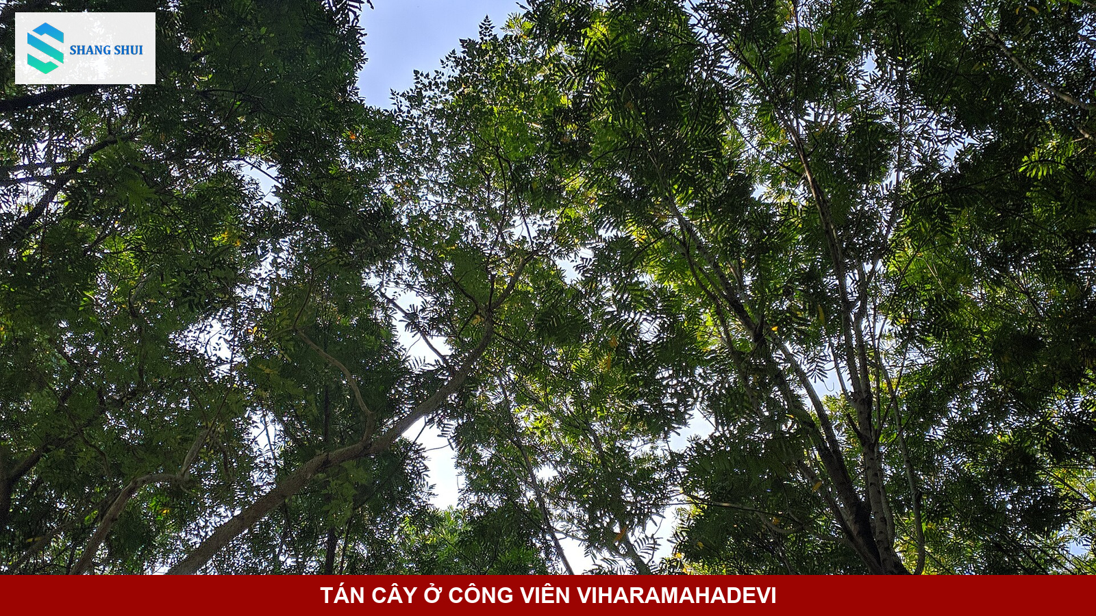 Tán cây xanh nhìn từ dưới lên trong công viên Viharamahadevi ở Colombo