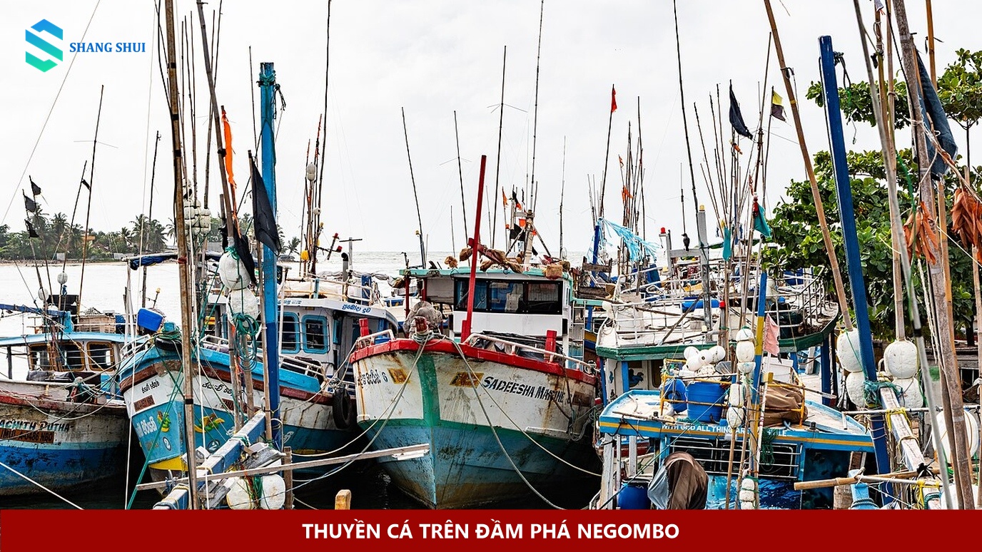Thuyền cá trên đầm phá Negombo