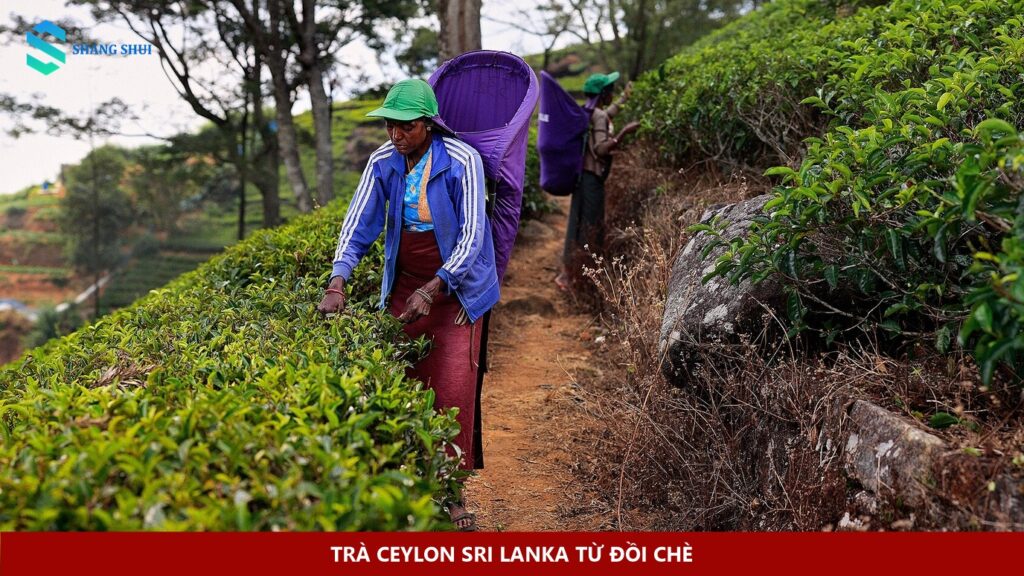 Trà Ceylon Sri Lanka từ đồi chè