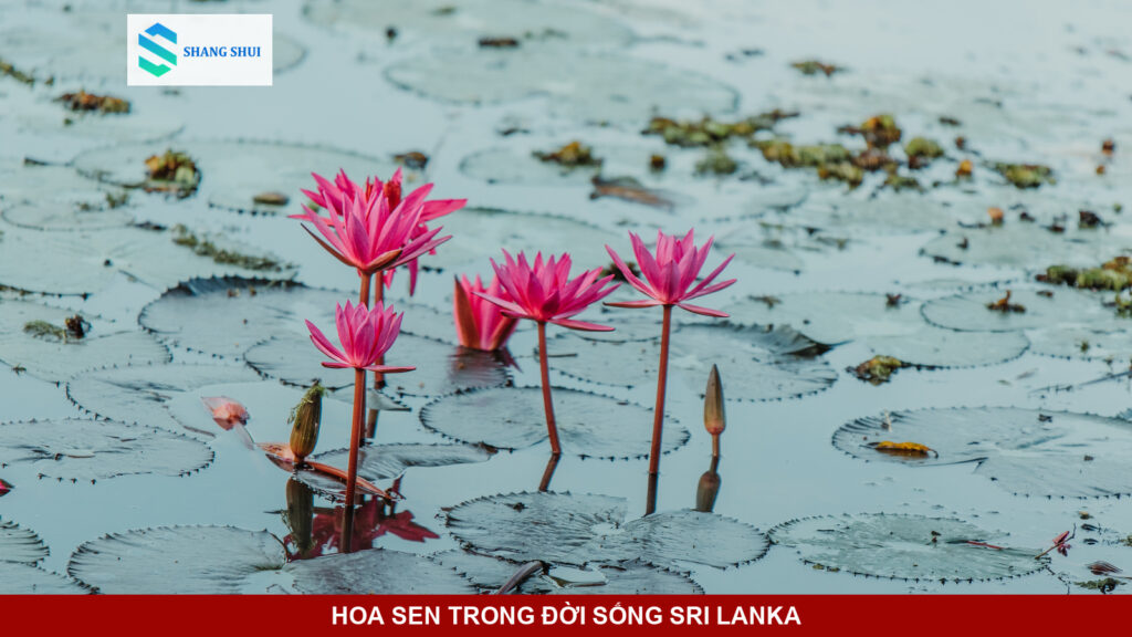 Bông hoa sen và hoa súng thanh khiết nở trên đầm nước Sri Lanka.